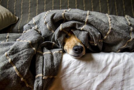 découvrez comment identifier et gérer les allergènes liés aux animaux de compagnie pour améliorer votre confort et votre santé au quotidien.